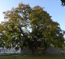 Carballo da igrexa de San Cosme de Antes